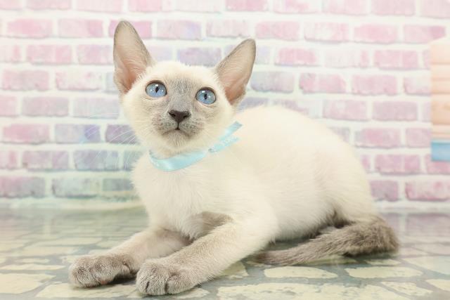 神奈川県のトンキニーズ (Coo&RIKU秦野店/2025年11月17日生まれ/男の子/ブルーポイント)の子猫の2枚目の画像