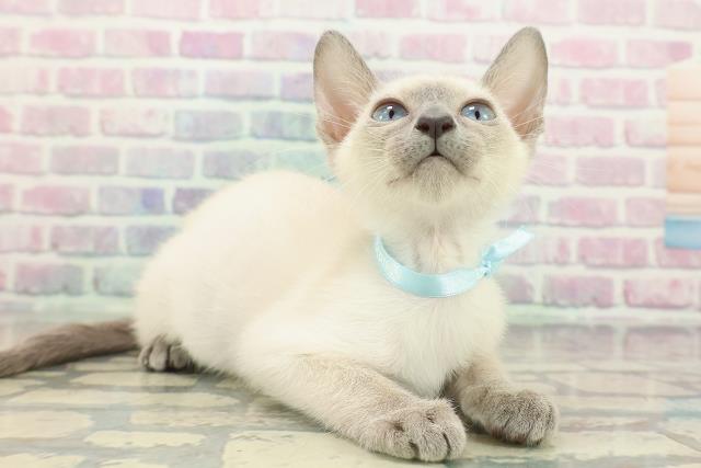 神奈川県のトンキニーズ (Coo&RIKU秦野店/2025年11月17日生まれ/男の子/ブルーポイント)の子猫の3枚目の画像