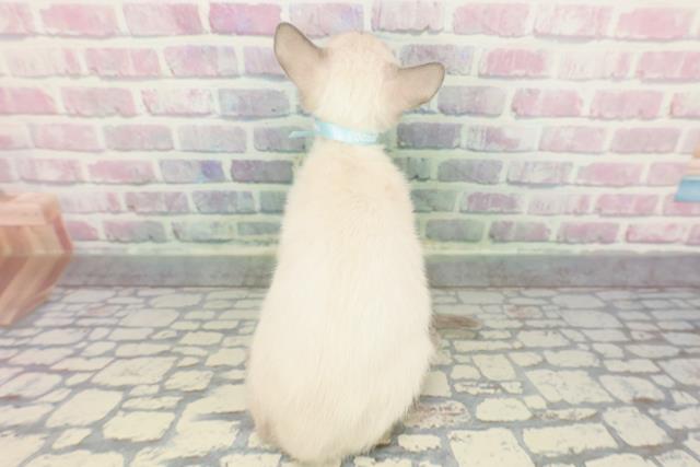 神奈川県のトンキニーズ (Coo&RIKU秦野店/2025年11月17日生まれ/男の子/ブルーポイント)の子猫の4枚目の画像