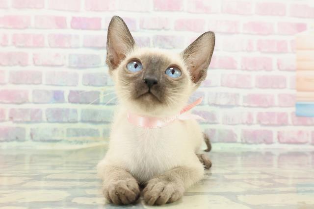 神奈川県のトンキニーズ (Coo&RIKU横須賀店/2025年11月17日生まれ/女の子/ナチュラルポイント)の子猫の1枚目の画像