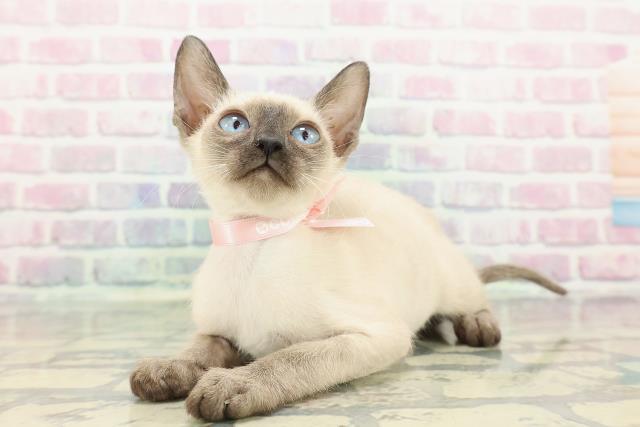 神奈川県のトンキニーズ (Coo&RIKU横須賀店/2025年11月17日生まれ/女の子/ナチュラルポイント)の子猫の2枚目の画像