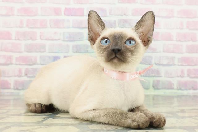 神奈川県のトンキニーズ (Coo&RIKU横須賀店/2025年11月17日生まれ/女の子/ナチュラルポイント)の子猫の3枚目の画像