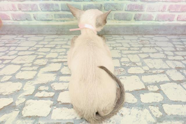 神奈川県のトンキニーズ (Coo&RIKU横須賀店/2025年11月17日生まれ/女の子/ナチュラルポイント)の子猫の4枚目の画像