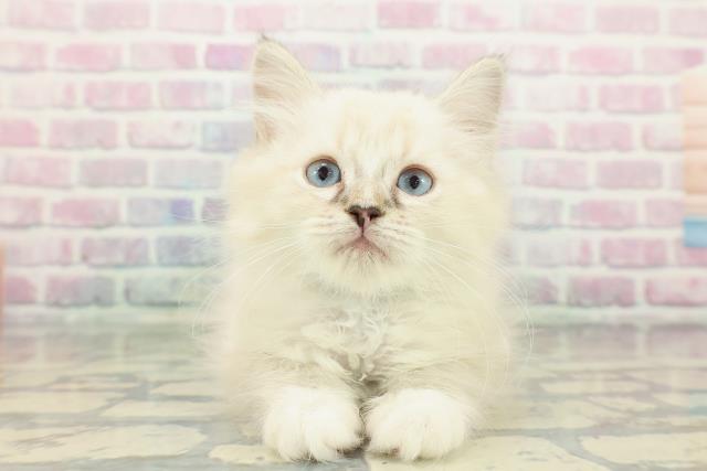 神奈川県のミヌエット (Coo&RIKU平塚店/2025年11月29日生まれ/男の子/シールリンクスポイント)の子猫の1枚目の画像