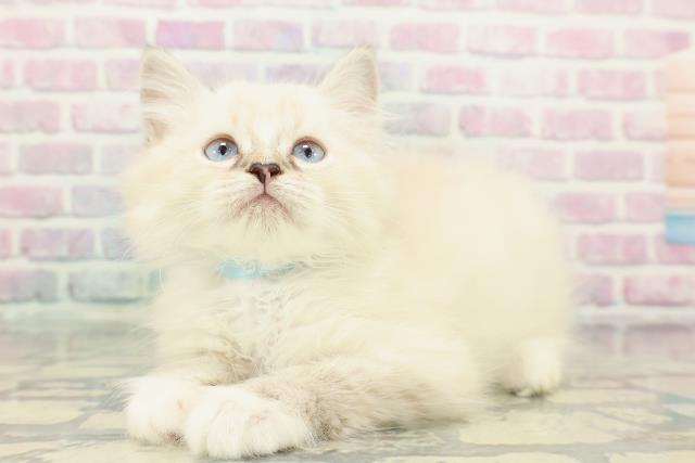 神奈川県のミヌエット (Coo&RIKU平塚店/2025年11月29日生まれ/男の子/シールリンクスポイント)の子猫の2枚目の画像