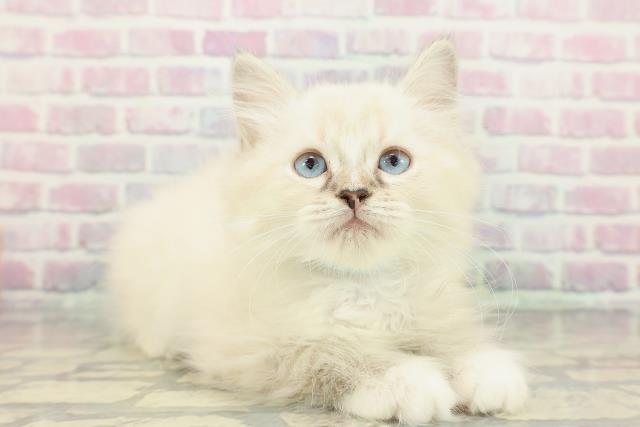 神奈川県のミヌエット (Coo&RIKU平塚店/2025年11月29日生まれ/男の子/シールリンクスポイント)の子猫の3枚目の画像