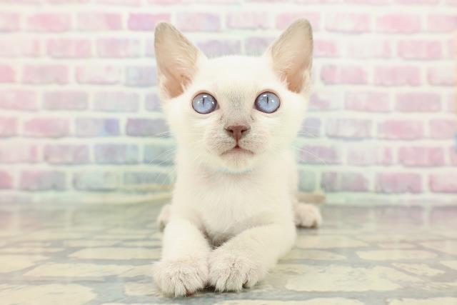 神奈川県のトンキニーズ (Coo&RIKU横浜港南台店/2025年12月7日生まれ/男の子/ブルーポイント)の子猫の1枚目の画像