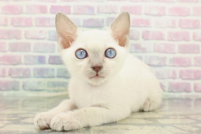 神奈川県のトンキニーズ (Coo&RIKU横浜港南台店/2025年12月7日生まれ/男の子/ブルーポイント)の子猫の2枚目の画像