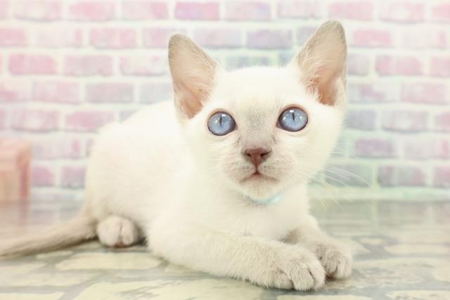 神奈川県のトンキニーズ (Coo&RIKU横浜港南台店/2025年12月7日生まれ/男の子/ブルーポイント)の子猫の3枚目の画像