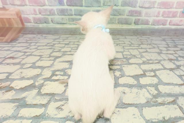 神奈川県のトンキニーズ (Coo&RIKU横浜港南台店/2025年12月7日生まれ/男の子/ブルーポイント)の子猫の4枚目の画像