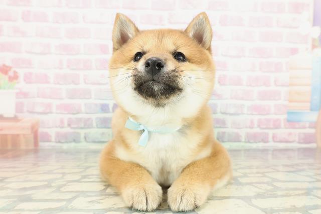 東京都の豆柴 (Coo&RIKU中野サンモール店/2025年12月8日生まれ/男の子/赤)の子犬の1枚目の画像