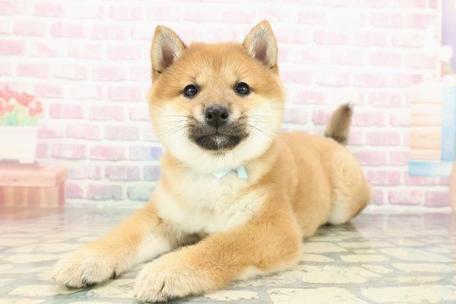 東京都の豆柴 (Coo&RIKU中野サンモール店/2025年12月8日生まれ/男の子/赤)の子犬の2枚目の画像