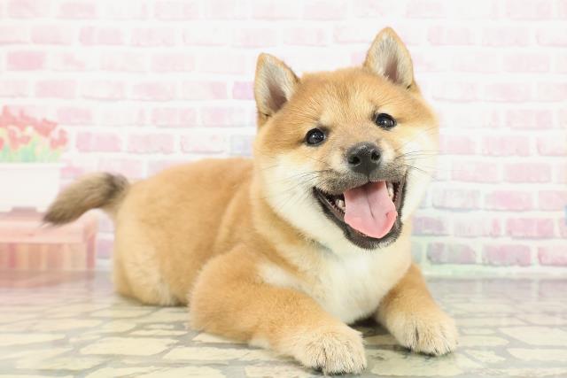 東京都の豆柴 (Coo&RIKU中野サンモール店/2025年12月8日生まれ/男の子/赤)の子犬の3枚目の画像