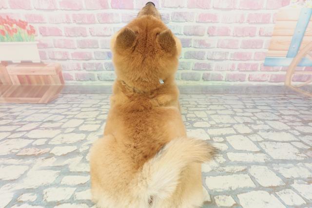 東京都の豆柴 (Coo&RIKU中野サンモール店/2025年12月8日生まれ/男の子/赤)の子犬の4枚目の画像