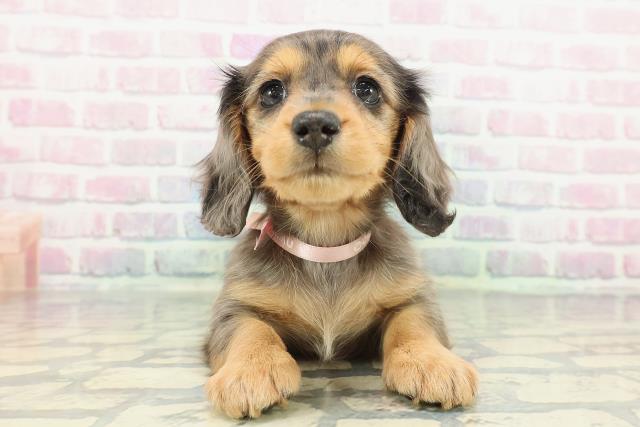 ミニチュア・ダックスフンド