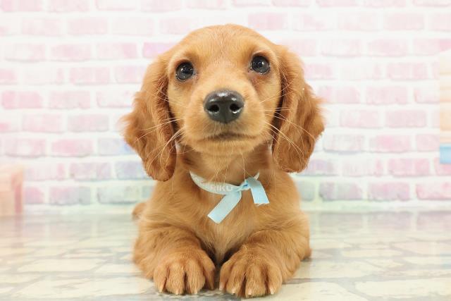 ミニチュア・ダックスフンド