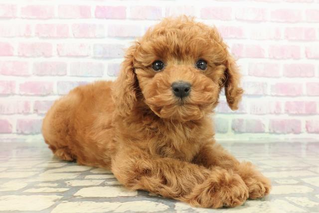 神奈川県のトイプードル(トイ) (Coo&RIKU秦野店/2025年12月10日生まれ/女の子/レッド)の子犬の3枚目の画像