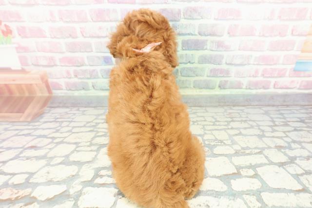 神奈川県のトイプードル(トイ) (Coo&RIKU秦野店/2025年12月10日生まれ/女の子/レッド)の子犬の4枚目の画像