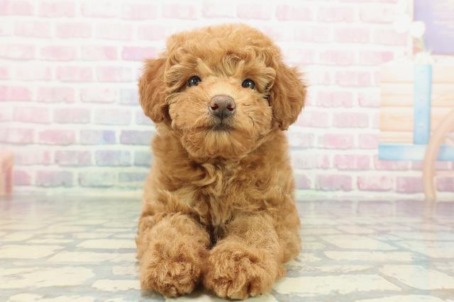 神奈川県のトイプードル(トイ) (Coo&RIKU江の島店/2025年12月10日生まれ/男の子/レッド)の子犬の1枚目の画像