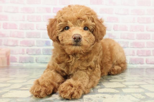 神奈川県のトイプードル(トイ) (Coo&RIKU江の島店/2025年12月10日生まれ/男の子/レッド)の子犬の2枚目の画像