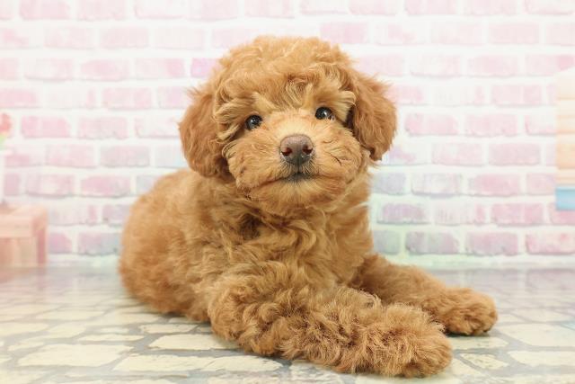 神奈川県のトイプードル(トイ) (Coo&RIKU江の島店/2025年12月10日生まれ/男の子/レッド)の子犬の3枚目の画像