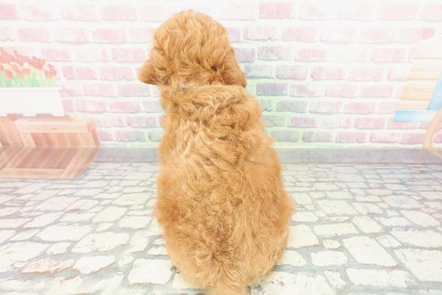 神奈川県のトイプードル(トイ) (Coo&RIKU江の島店/2025年12月10日生まれ/男の子/レッド)の子犬の4枚目の画像