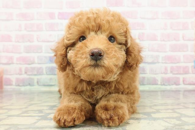 茨城県のトイプードル(トイ) (Coo&RIKU日立店/2025年12月10日生まれ/男の子/アプリコット)の子犬の1枚目の画像