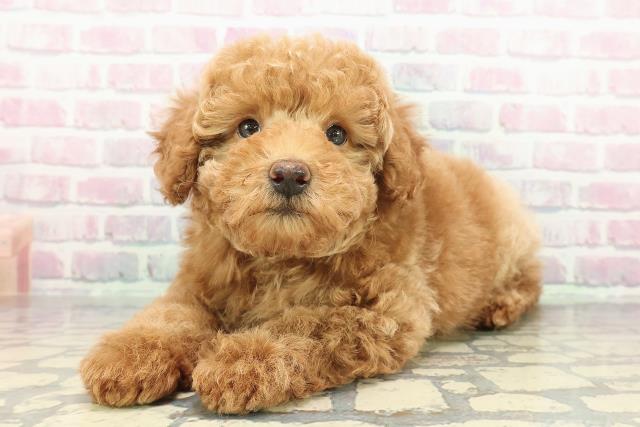 茨城県のトイプードル(トイ) (Coo&RIKU日立店/2025年12月10日生まれ/男の子/アプリコット)の子犬の2枚目の画像