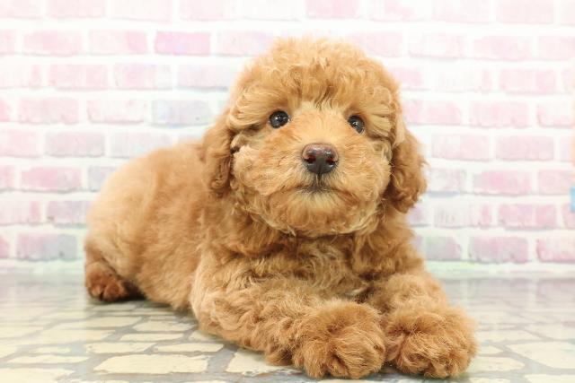 茨城県のトイプードル(トイ) (Coo&RIKU日立店/2025年12月10日生まれ/男の子/アプリコット)の子犬の3枚目の画像