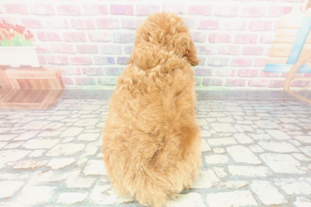 茨城県のトイプードル(トイ) (Coo&RIKU日立店/2025年12月10日生まれ/男の子/アプリコット)の子犬の4枚目の画像