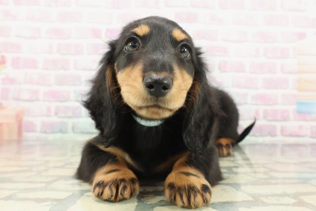 神奈川県のミニチュアダックスフンド(ロング) (Coo&RIKU小田原店/2025年11月24日生まれ/男の子/ブラックタン)の子犬の1枚目の画像