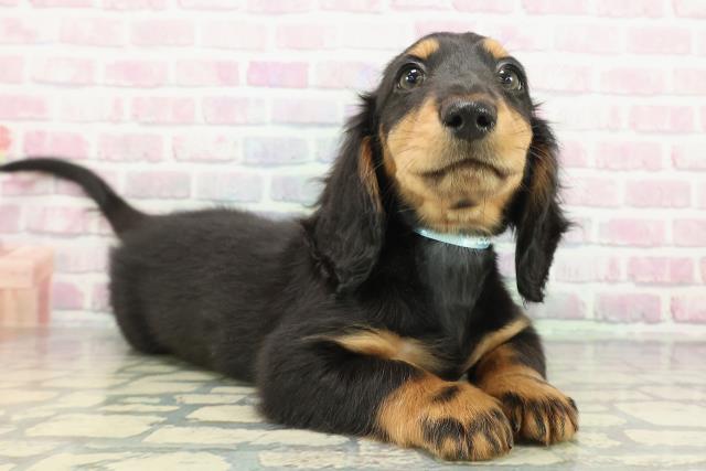 神奈川県のミニチュアダックスフンド(ロング) (Coo&RIKU小田原店/2025年11月24日生まれ/男の子/ブラックタン)の子犬の3枚目の画像