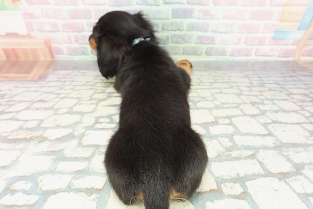 神奈川県のミニチュアダックスフンド(ロング) (Coo&RIKU小田原店/2025年11月24日生まれ/男の子/ブラックタン)の子犬の4枚目の画像