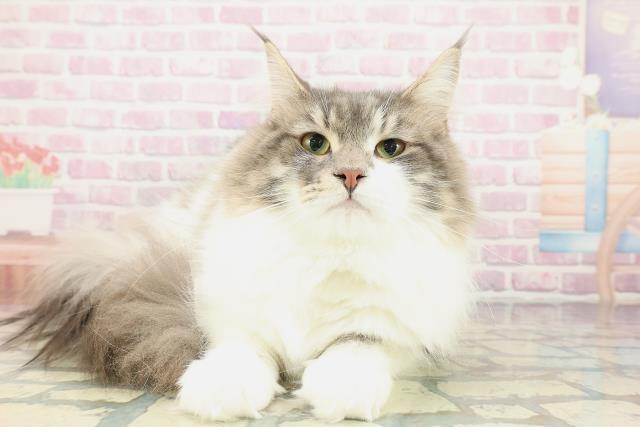 神奈川県のノルウェージャンフォレストキャット (Coo&RIKU秦野店/2025年2月28日生まれ/男の子/ブルーホワイト)の子猫の1枚目の画像