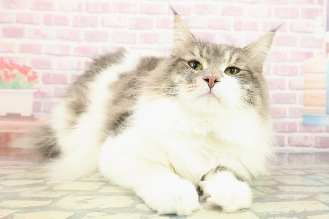 神奈川県のノルウェージャンフォレストキャット (Coo&RIKU秦野店/2025年2月28日生まれ/男の子/ブルーホワイト)の子猫の3枚目の画像