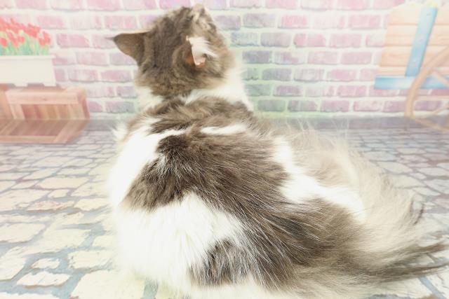 神奈川県のノルウェージャンフォレストキャット (Coo&RIKU秦野店/2025年2月28日生まれ/男の子/ブルーホワイト)の子猫の4枚目の画像