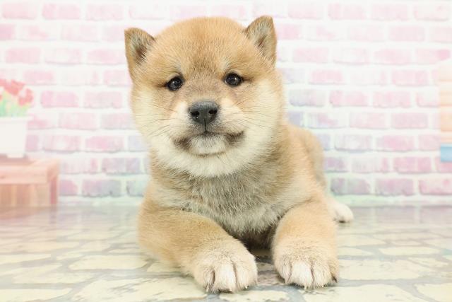 神奈川県の柴犬(標準サイズ) (Coo&RIKU平塚店/2025年12月10日生まれ/男の子/赤)の子犬の1枚目の画像