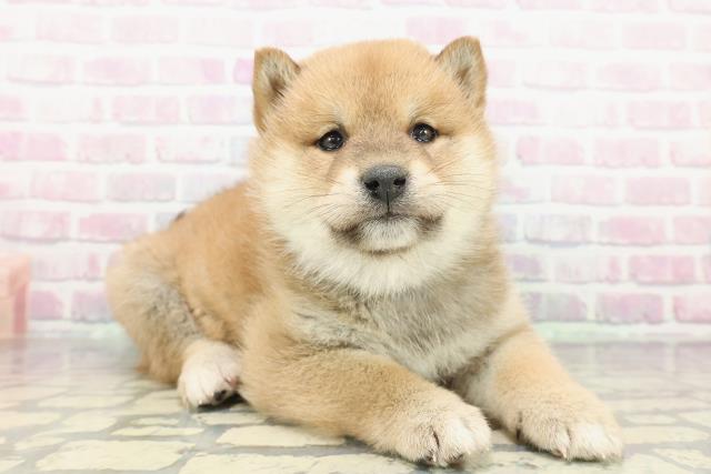 神奈川県の柴犬(標準サイズ) (Coo&RIKU平塚店/2025年12月10日生まれ/男の子/赤)の子犬の3枚目の画像