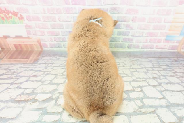 神奈川県の柴犬(標準サイズ) (Coo&RIKU平塚店/2025年12月10日生まれ/男の子/赤)の子犬の4枚目の画像