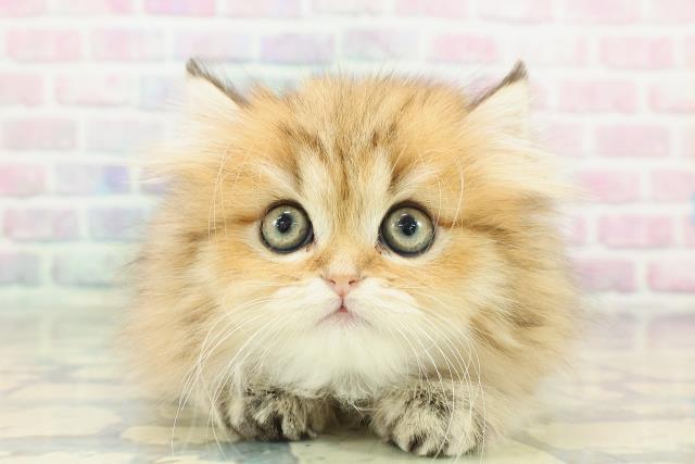栃木県のペルシャ (Coo&RIKUFKDインターパーク店/2025年12月9日生まれ/女の子/チンチラゴールデン)の子猫の1枚目の画像
