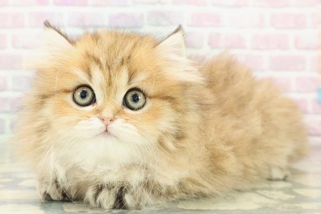 栃木県のペルシャ (Coo&RIKUFKDインターパーク店/2025年12月9日生まれ/女の子/チンチラゴールデン)の子猫の2枚目の画像