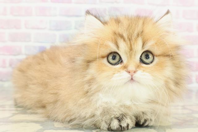 栃木県のペルシャ (Coo&RIKUFKDインターパーク店/2025年12月9日生まれ/女の子/チンチラゴールデン)の子猫の3枚目の画像