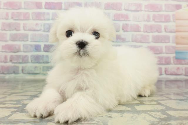 栃木県のマルチーズ (Coo&RIKUFKDインターパーク店/2025年12月10日生まれ/男の子/ホワイト)の子犬の2枚目の画像