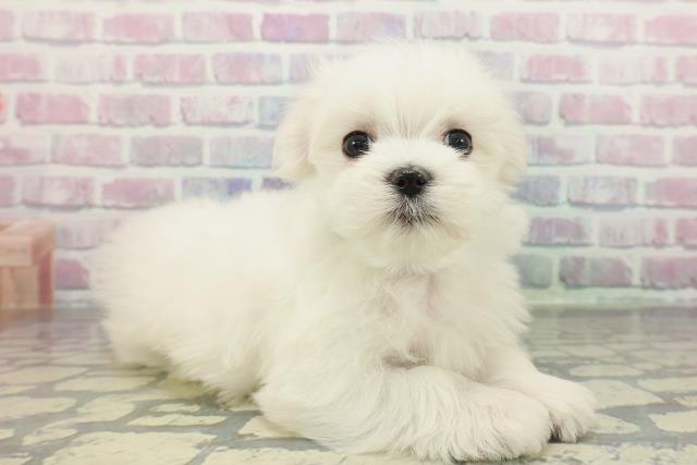 栃木県のマルチーズ (Coo&RIKUFKDインターパーク店/2025年12月10日生まれ/男の子/ホワイト)の子犬の3枚目の画像