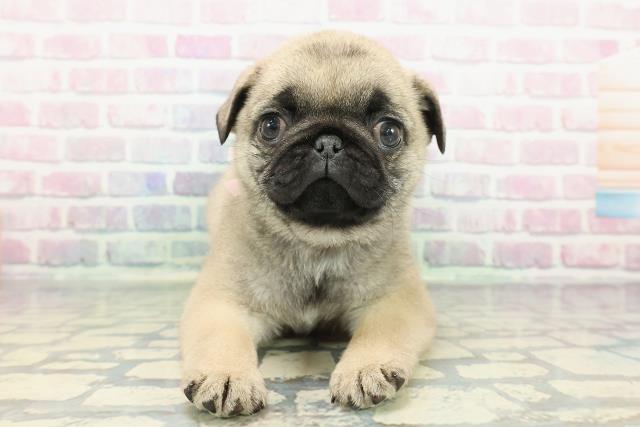 栃木県のパグ (Coo&RIKUFKDインターパーク店/2025年12月9日生まれ/女の子/フォーン)の子犬の1枚目の画像