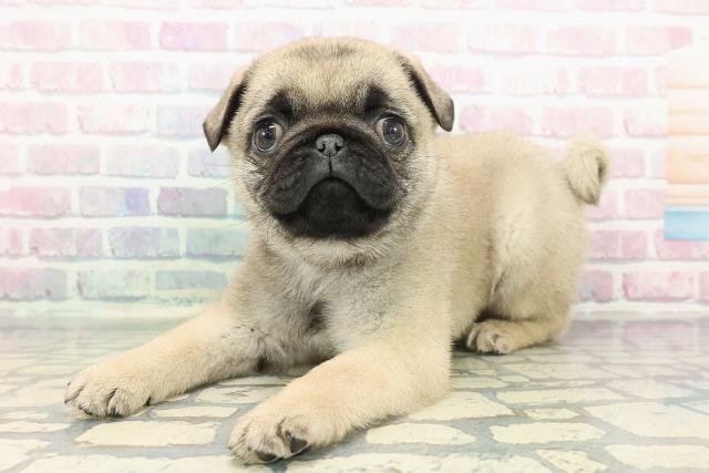 栃木県のパグ (Coo&RIKUFKDインターパーク店/2025年12月9日生まれ/女の子/フォーン)の子犬の2枚目の画像