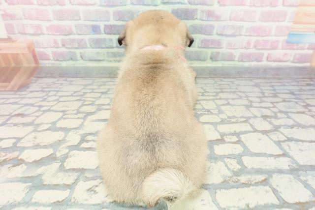 栃木県のパグ (Coo&RIKUFKDインターパーク店/2025年12月9日生まれ/女の子/フォーン)の子犬の4枚目の画像