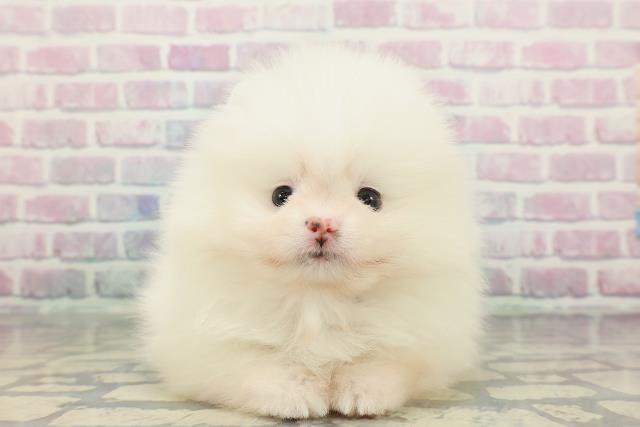 山梨県のポメラニアン (Coo&RIKU甲府昭和通り店/2025年12月9日生まれ/女の子/ホワイト)の子犬の1枚目の画像