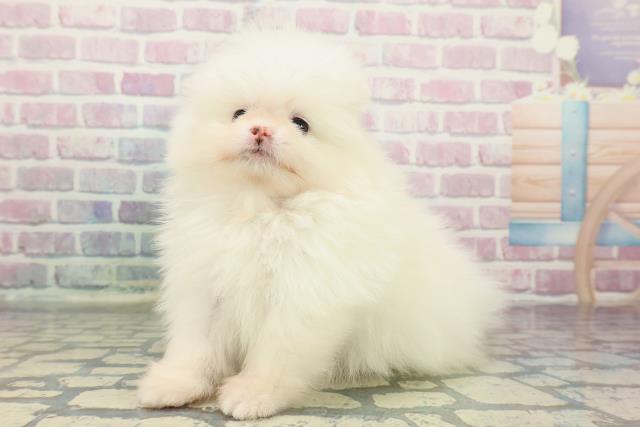 山梨県のポメラニアン (Coo&RIKU甲府昭和通り店/2025年12月9日生まれ/女の子/ホワイト)の子犬の2枚目の画像