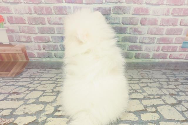 山梨県のポメラニアン (Coo&RIKU甲府昭和通り店/2025年12月9日生まれ/女の子/ホワイト)の子犬の4枚目の画像